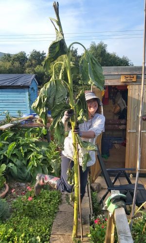 Cheryl sunflower stalk leg out