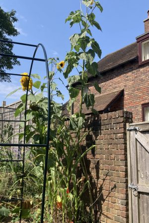 Lysandra - Kong Sunflower 11.81ft - 12ft (360cm-365cm)