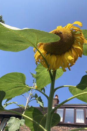 Lysandra - West Sussex - sunflower head 20cm - 8 inches